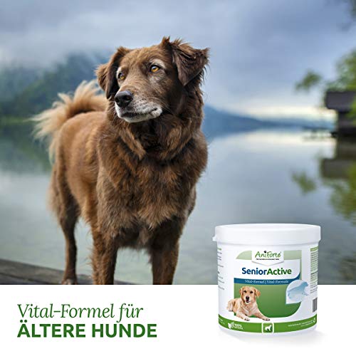 AniForte Senior Active en Polvo 250 g para Perros Mayores - minerales y vitaminas para Perros, Ayuda a la Memoria y a la función cardíaca, mejillón de Labios Verdes para la vitalidad y la Agilidad