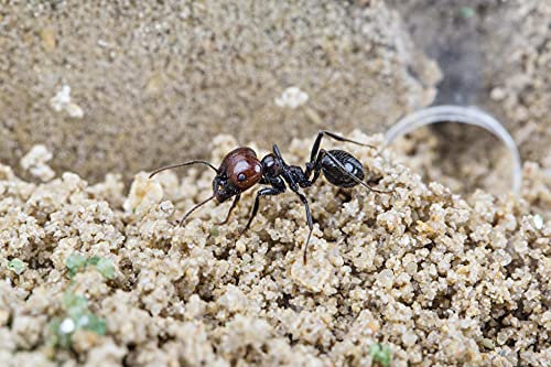 AntHouse.es - Hormiguero Natural de Arena | Kit Inicio Acrílico 20x10x10 cm | Hormigas Incluidas