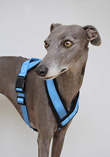 Arnés Azul Con Forma De Y Forro Polar Con Correa Ajustable Whippets, Galgos Italianos, Lurchers, Galgos, Saluki, Sighthound (LARGE)