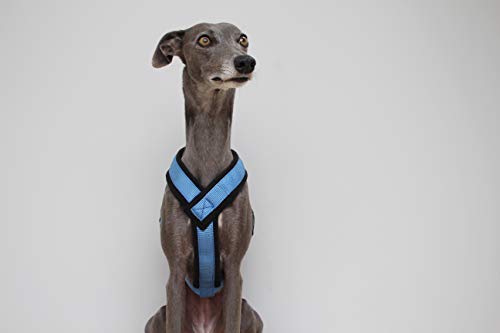 Arnés Azul Con Forma De Y Forro Polar Con Correa Ajustable Whippets, Galgos Italianos, Lurchers, Galgos, Saluki, Sighthound (LARGE)