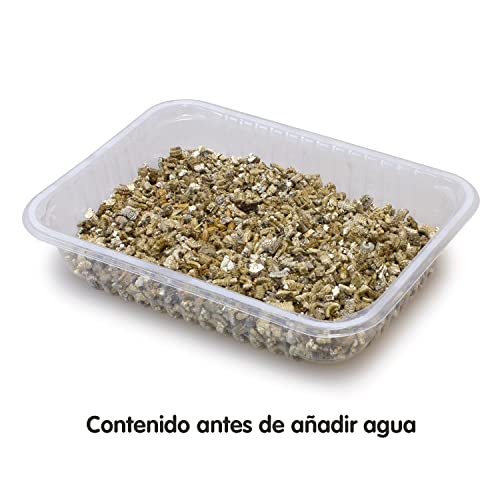 Arquivet Hierba para Gatos y roedores - Semillas para Hierba gatera - Planta para Gatos - Pasto para Gatos - Hierba gatuna - Hierba Comestible para Gatos - 100 g