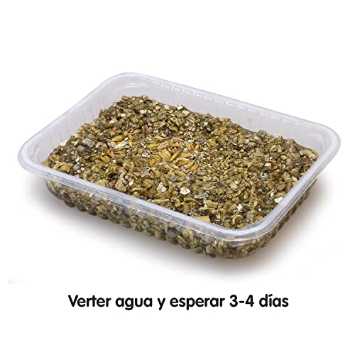 Arquivet Hierba para Gatos y roedores - Semillas para Hierba gatera - Planta para Gatos - Pasto para Gatos - Hierba gatuna - Hierba Comestible para Gatos - 100 g