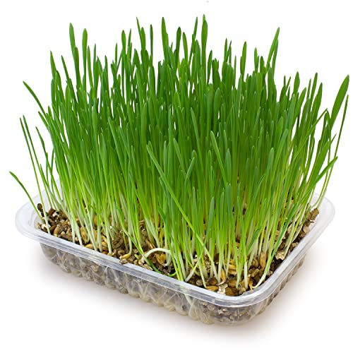 Arquivet Hierba para Gatos y roedores - Semillas para Hierba gatera - Planta para Gatos - Pasto para Gatos - Hierba gatuna - Hierba Comestible para Gatos - 100 g