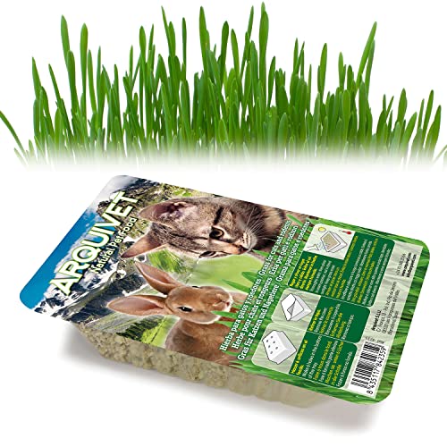 Arquivet Hierba para Gatos y roedores - Semillas para Hierba gatera - Planta para Gatos - Pasto para Gatos - Hierba gatuna - Hierba Comestible para Gatos - 100 g