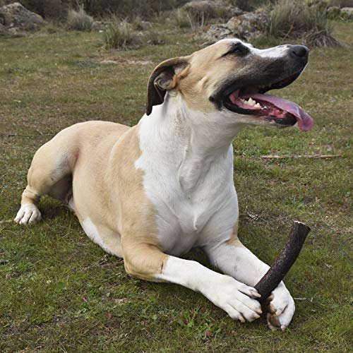 Asta de Ciervo para Cachorros. Mordedor ecológico Cachorro 100% Natural, Recogida a pie en los Montes de Toledo. Juguete Perro. Masticable de Larga duración (XS)