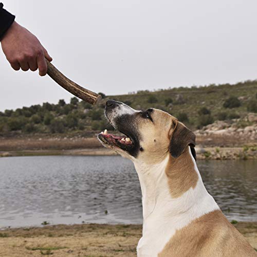 Asta de Ciervo para Cachorros y Perros. Mordedor ecológico Perros 100% Natural, Recogida a pie en los Montes de Toledo. Juguete Perro. Masticable de Larga duración (XL)