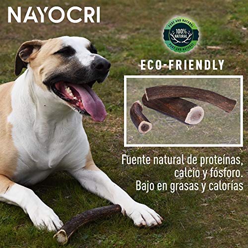 Asta de Ciervo para Cachorros y Perros. Mordedor ecológico Perros 100% Natural, Recogida a pie en los Montes de Toledo. Juguete Perro. Masticable de Larga duración (M)