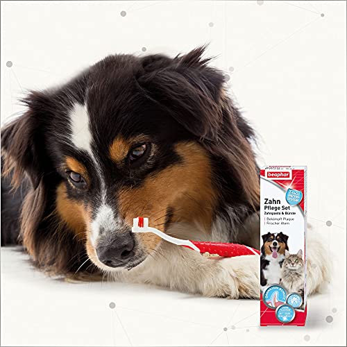 Beaphar Cuidado de Dientes, Pasta de Dientes & Cepillo de Dientes | para Perros Grandes y pequeños | para Gatos | sin Fluoride | con Hígado Sabor | 1 Cepillo & 1 Pasta de Dientes