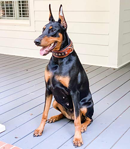 Bestia '' Balteus '' Collar de Perro con Tachuelas de Cuero