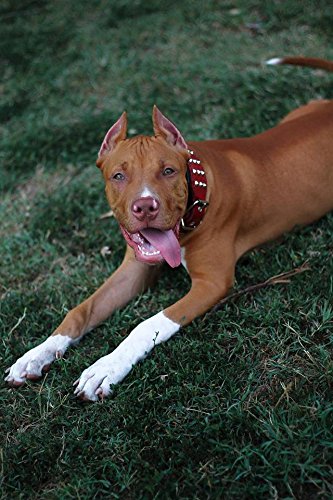 Bestia '' Star '' Collar de Perro de Cuero Genuino con Tachuelas