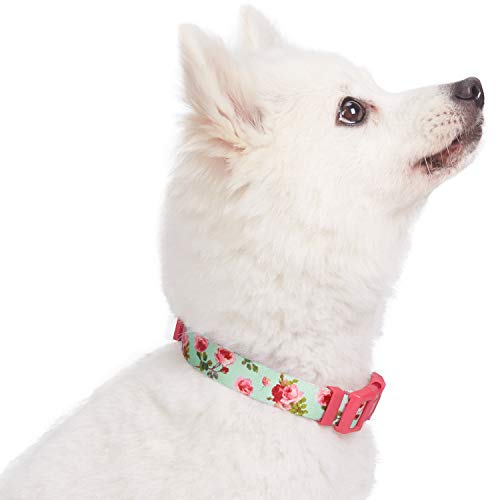 Blueberry Pet Spring Scent Inspired Floral Rose Print Turquoise Dog Collar, Large, Neck 45cm-66cm, Adjustable Collars for Dogs