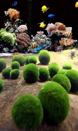 Bolas Luffy Nano Marimo para pecera de agua salada, ideal para pez payaso, ocellaris, damisela, dottyback, rayas, planta viva fácil de mantener, brinda oxígeno, bajo mantenimiento, 5 unidades