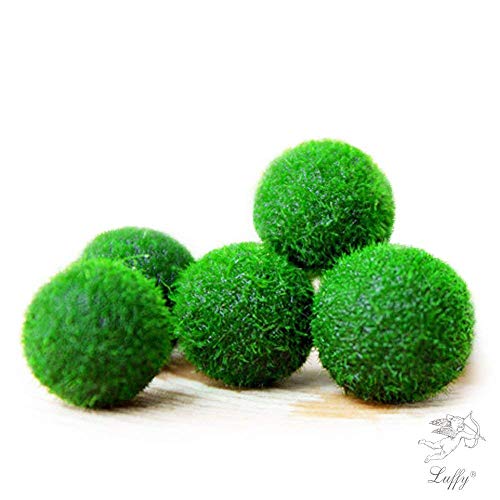 Bolas Luffy Nano Marimo para pecera de agua salada, ideal para pez payaso, ocellaris, damisela, dottyback, rayas, planta viva fácil de mantener, brinda oxígeno, bajo mantenimiento, 5 unidades