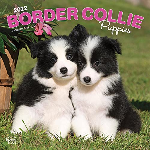 Border Collie Puppies 2022 - Calendario de pared cuadrado mensual de 12 x 12 pulgadas, animales razas de perros Collie Puppy DogDays