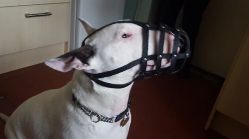 Bozal Ligero de Piel para Perro Bull Terrier inglés y Otros de hocico Similar