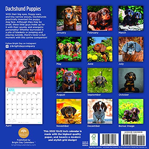 Bright Day - Calendario de pared para cachorros de salchicha (2022, 30,5 x 30,5 cm), diseño de perro