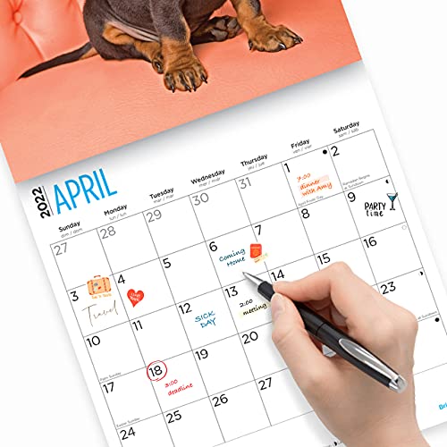 Bright Day - Calendario de pared para cachorros de salchicha (2022, 30,5 x 30,5 cm), diseño de perro