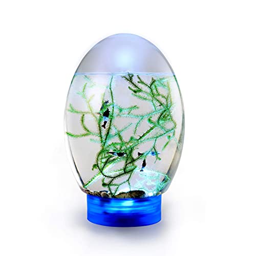 Cakunmik Mini Tanque de Peces ecológicos con Base LED, Ecosfera Cerrada Ecosistema acuático Escritorio de Pescado de Escritorio Diseño Elegante, sin Necesidad de Cambiar el Agua,Azul