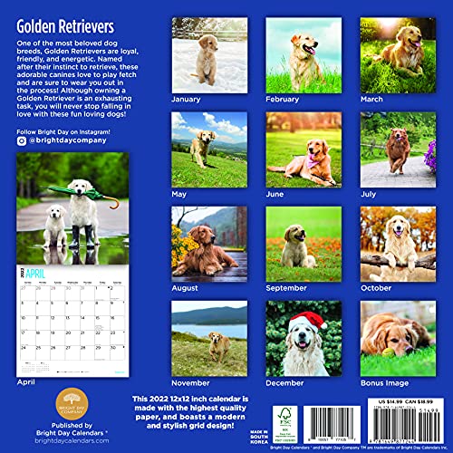 Calendario de pared Golden Retrievers 2022 por Bright Day, 30,5 x 30,5 cm, bonito cachorro de perro