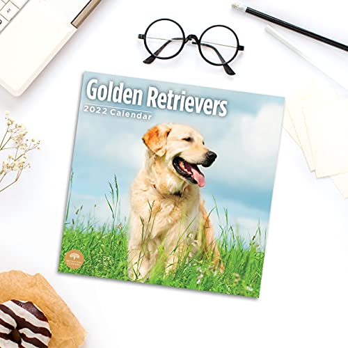 Calendario de pared Golden Retrievers 2022 por Bright Day, 30,5 x 30,5 cm, bonito cachorro de perro