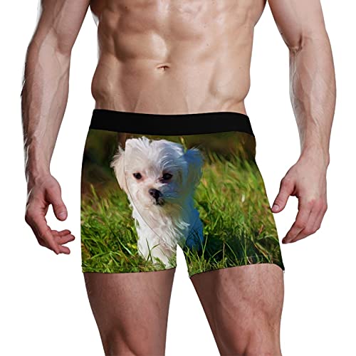 Calzoncillos tipo bóxer para hombre, calzoncillos tipo bóxer, para perros, cachorros, mascotas, ropa interior elástica y transpirable, paquete de 1, 1 color, L