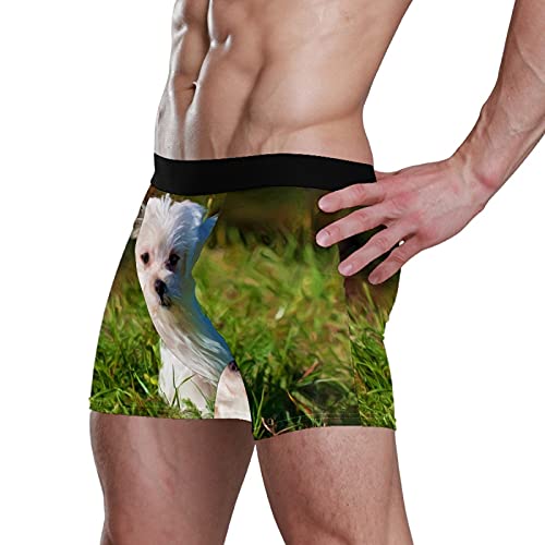 Calzoncillos tipo bóxer para hombre, calzoncillos tipo bóxer, para perros, cachorros, mascotas, ropa interior elástica y transpirable, paquete de 1, 1 color, L