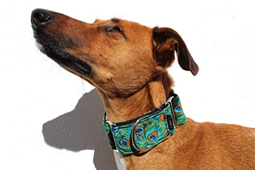 candyPet Collar Martingale para Perros-Modelo Peacock, L: Ancho 5 cm (30-50cm diámetro)