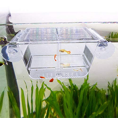 Capetsma Caja de cría de Peces, Caja de Aislamiento de Peces de acrílico con ventosas, incubadora de Hatchery para Acuario para Peces de bebé camarones y Peces Guppy Tamaño pequeño