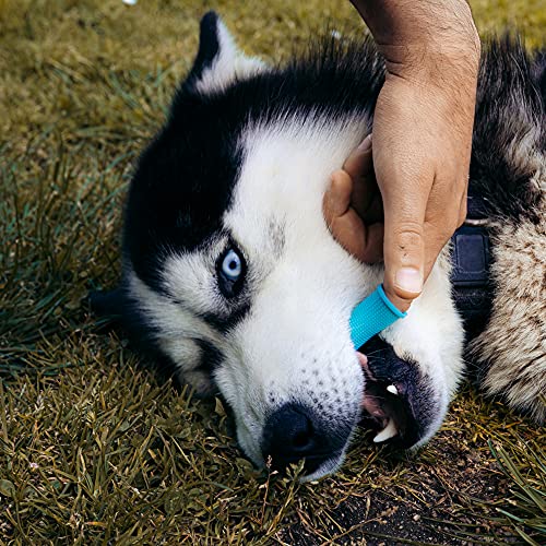 Cepillo de Dientes de Silicona para Perros y Gatos 360º (PACK 3 UDS) color Azul/Rosa con Diseño Ergonómico (Azul)