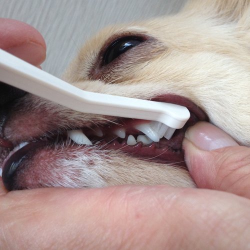 Cepillo de dientes para perros de raza de juguete fácil de usar hecho en Japón Kenko care by Mind Up (Micro Head)