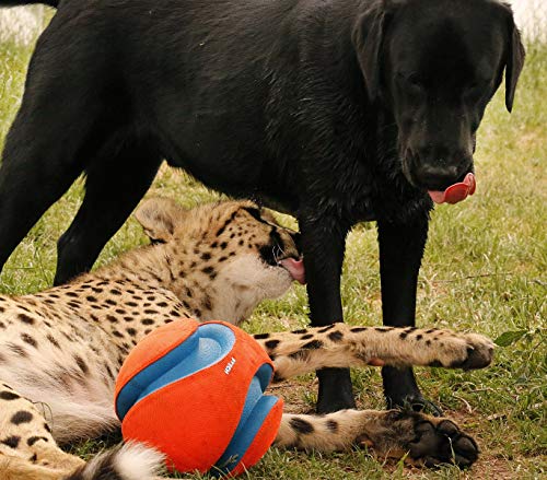 Chuckit! 251101 Kick Fetch Balón de Fútbol para Perros, S