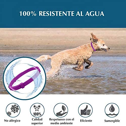 Collar Antiparasitos Perros Natural contra Pulgas,Garrapatas y Mosquitos,Tamaño Ajustable e Impermeable para Mascota Pequeño Mediano Grandes (Morado)