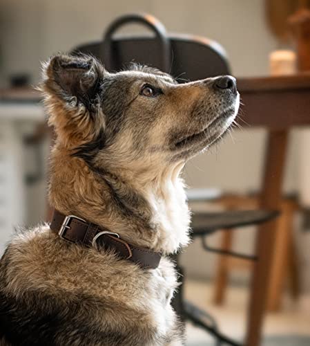 Collar de piel para perros, color marrón oscuro (M)