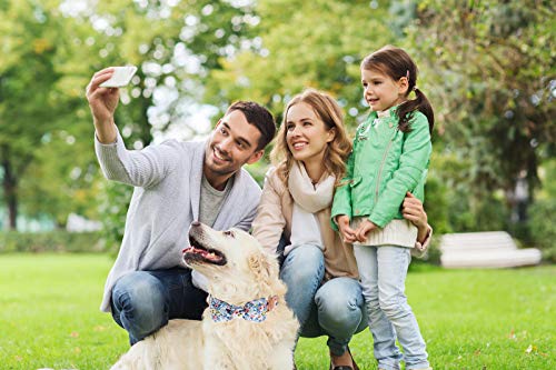 Collar para perros, pajarita, para niñas, collar para cachorros, diseño de flores, collar para cachorros personalizado, collar para perros con arco para perros grandes, medianos y pequeños