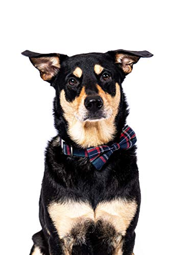 Dashin' Dogz Collar de perro escoceses con pajarita desmontable para niñas o niños, cómodo patrón a cuadros, totalmente ajustable, gran regalo para mascotas (XS, azul)