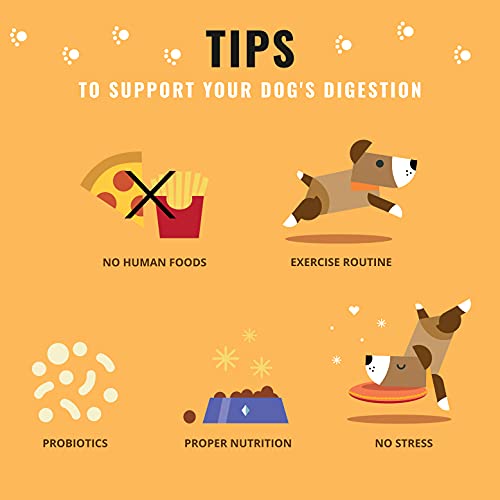 Digestión Perros Vegavero® | Diarrea + Estreñimiento + Flora Intestinal | Sin Aditivos | con Psyllium + Levadura + Pectina + Leonardita | Vegano | 180 g en Polvo