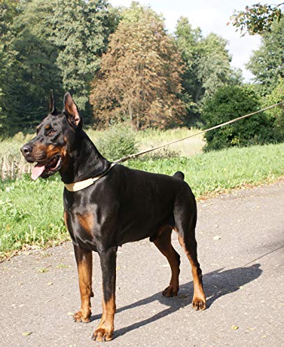 DINGO Correa de Piel Suave Mango Trenzado, Hecha a Mano, para exposiciones de Perros