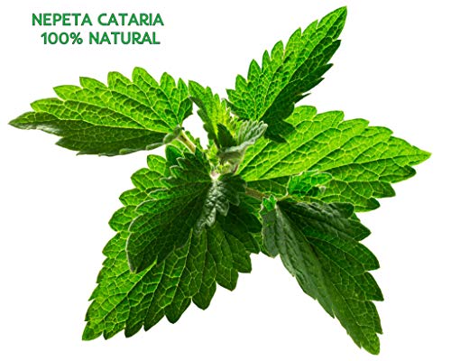 DIVADIS Hierba Gatera para Gatos Catnip Natural de Cultivo Ecológico - 80 ml