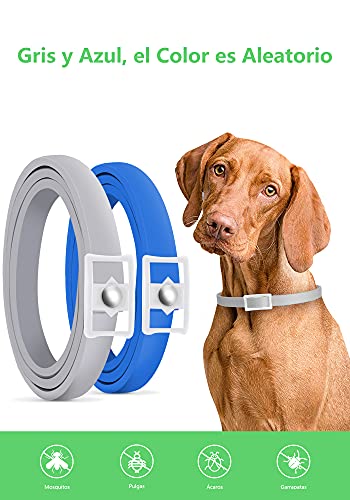 Dothnix Collares Antipulgas Aantiparasitos para Perros y Gatos contra Pulgas, Garrapatas y Mosquitos, 8 Meses de Protección(63cm)