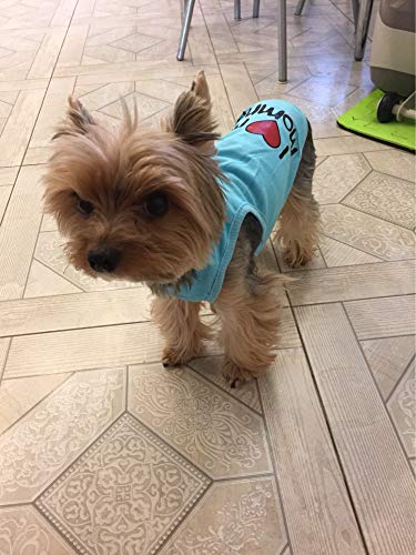 Ducomi Animales domésticos aman la camiseta el perro y el gato en la camiseta de algodón de verano los naranja