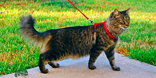 Ducomi Silvestro Arnes para Gatos – para Gatos, Conejos y Cachorros - Ideal en Paseos y Visitas al Veterinario - Correa Gato Ajustable 105cm (Red)