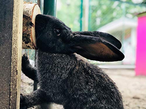 EcoNibble Juguete para Masticar de Abedul, 100% Natural, para Animales pequeños, ratón, hámster, Rata, cobaya, Degu, Conejo, Chinchilla, Calidad Saludable/Hecha a Mano