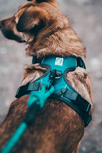 Embark Pets - Correa Sierra para perro con cuerda de escalada de montaña y mosquetón