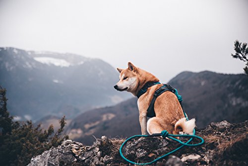 Embark Pets - Correa Sierra para perro con cuerda de escalada de montaña y mosquetón