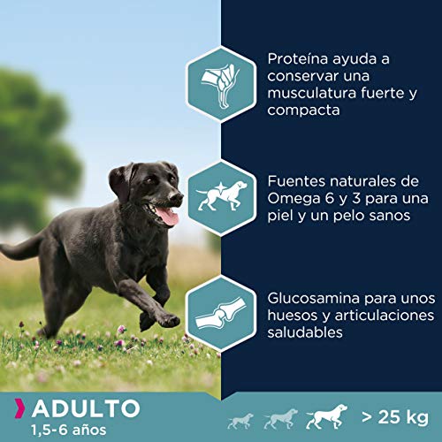 Eukanuba Alimento seco para perros adultos activos de raza grande,, rico en pollo fresco 3 kg