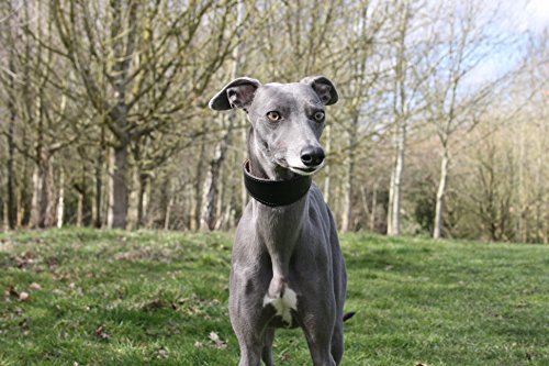 Exclusivos collares anchos acolchados de piel de oveja negra y ante suave – Whippet, galgo, Lurcher y perro italiano Saluki Sighthound (grande)