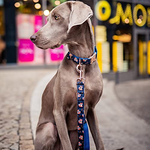 FREUDENTIER® Collar y Correa para Perros en un Maravilloso Set | Incluye Caja de Regalo | Colección Let's Get Foxy | Resistente al Invierno y fácil de Limpiar (41-63 cm)