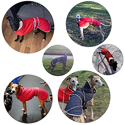 Geyecete - Abrigo cálido térmico Acolchado para Perro Galgo, con Bandas Ajustables, para Invierno Clima frío,Ropa con Agujero del arnés, para medianos y Grandes Perros-Azul-XXL