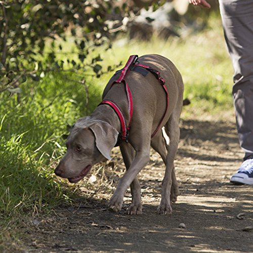 Halti Walking Harness (Chest 14" - 18")