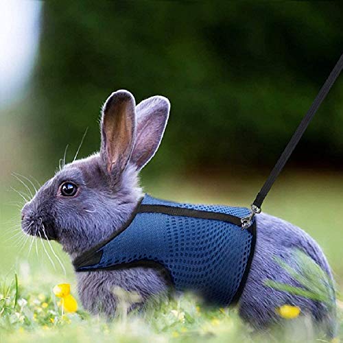 HAPPY HACHI Arnés Conejos con Correa Elástica, Arnes Cobaya Hámsteres Conejo Enano Belier para Animales Gatos Pequeños(L, Azul)